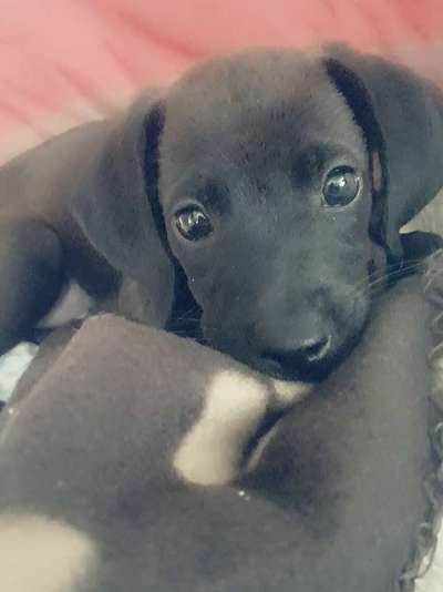 Welpen Bilder !-Beitrag-Bild