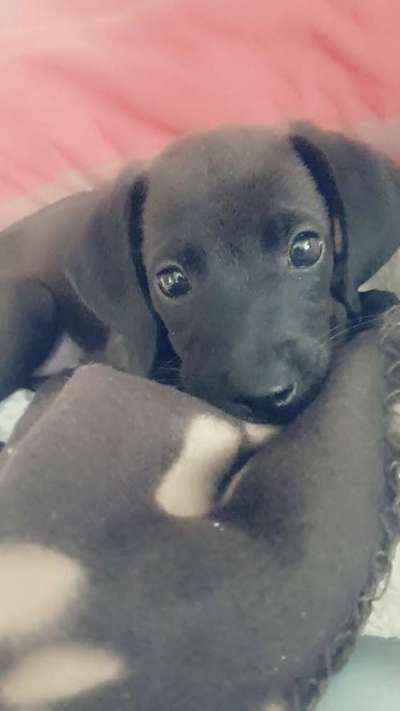 Welpen Bilder !-Beitrag-Bild