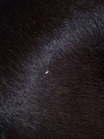 sind es räudemilben? :(-Beitrag-Bild