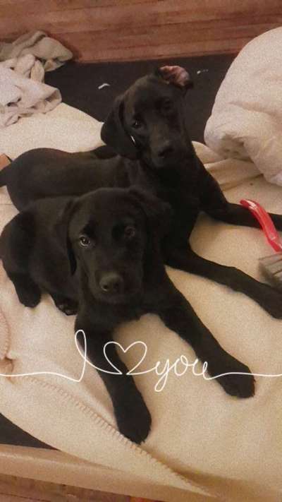 Labradorfans-Beitrag-Bild