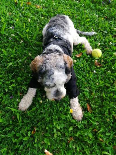 Lagotto Romagnolo Besitzer-Beitrag-Bild