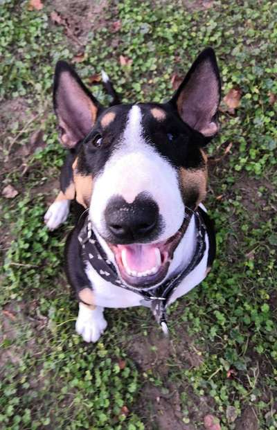 Miniatur Bull Terrier-Beitrag-Bild