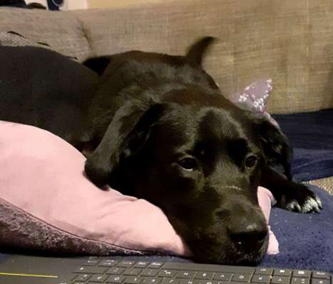 Labradorfans-Beitrag-Bild