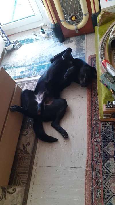 Zeigt mir die lustigsten Schlafpositionen eurer Fellnasen-Beitrag-Bild