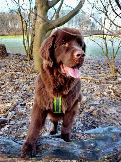 Neufundländer Freunde!-Beitrag-Bild