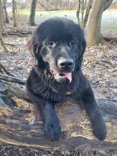 Neufundländer Freunde!-Beitrag-Bild