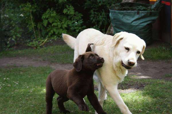 Wie kamst du zu deinem Hund?-Beitrag-Bild