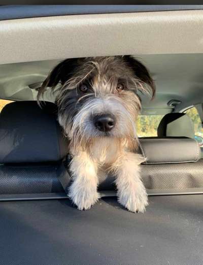 Postet das beste Foto von euren 4 beinern-Beitrag-Bild