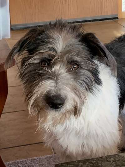 Dogorama Photo Challenge - Hundeblick zum hinschmelzen-Beitrag-Bild