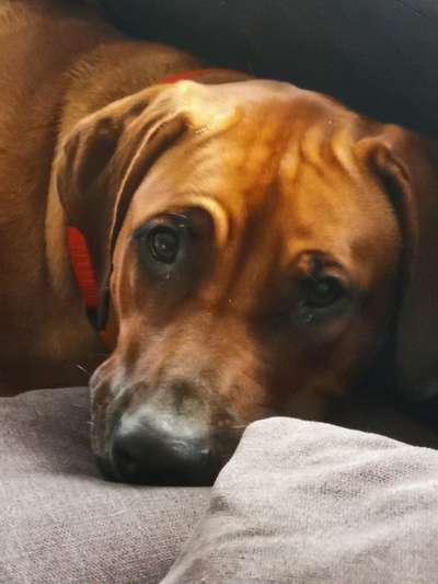 Rhodesian Ridgeback-Beitrag-Bild