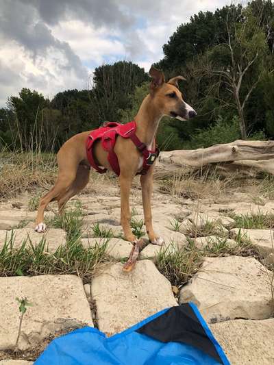 Whippet-Beitrag-Bild