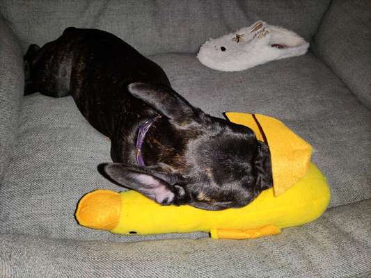 Der Lieblingsplüschi eures Vierbeiners-Beitrag-Bild