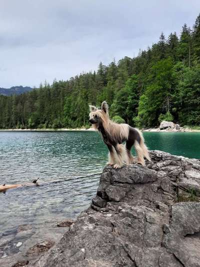 Chinese Crested (Chinesischer Schopfhund)-Beitrag-Bild