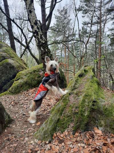 Fotochallenge No. 26                                     Wald und Wiese-Beitrag-Bild