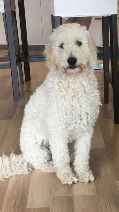 Mischlinge raten - Rätselspaß-Beitrag-Bild