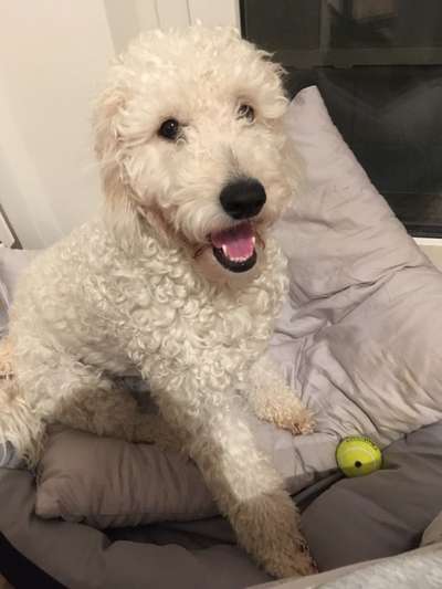 Mischlingshunde Foto Aufruf-Beitrag-Bild