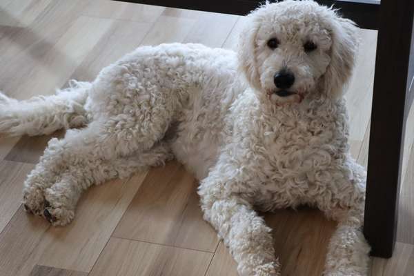 Goldendoodle-Beitrag-Bild