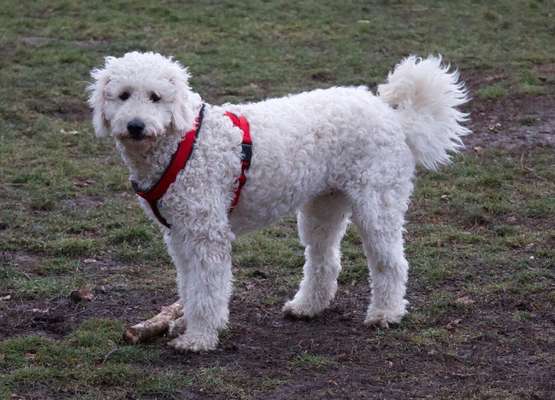 Mischlinge raten - Rätselspaß-Beitrag-Bild