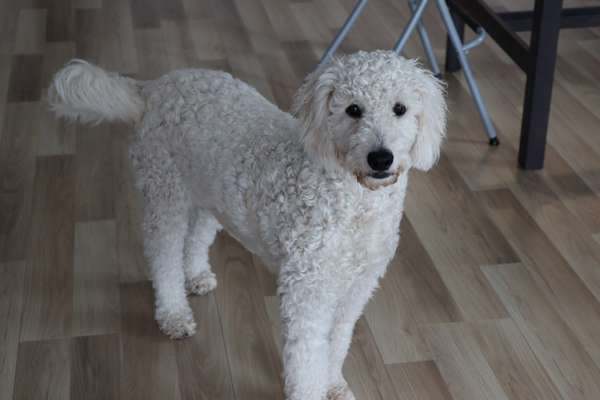 Goldendoodle?-Beitrag-Bild