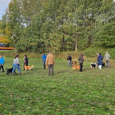 Hundetreffen-Alltagstraining für Familienhunde-Bild
