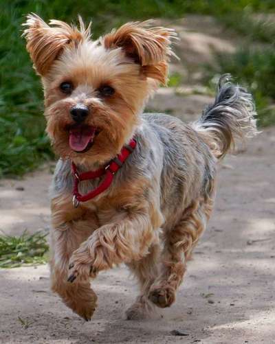 Yorkshire Terrier-Beitrag-Bild