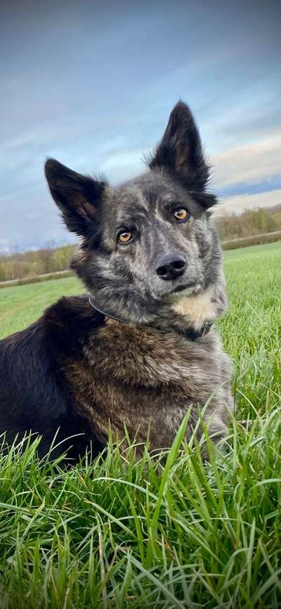 Auslandstierschutz-Beitrag-Bild