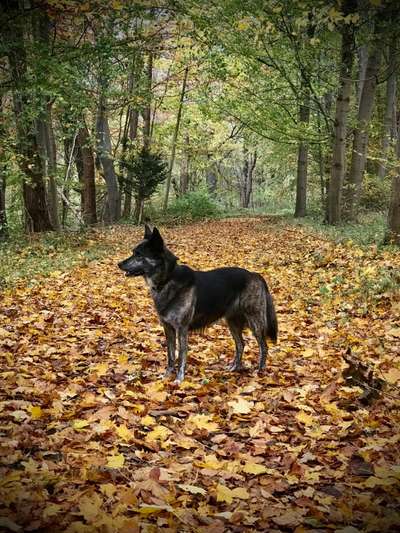 Herbst🍁-Beitrag-Bild