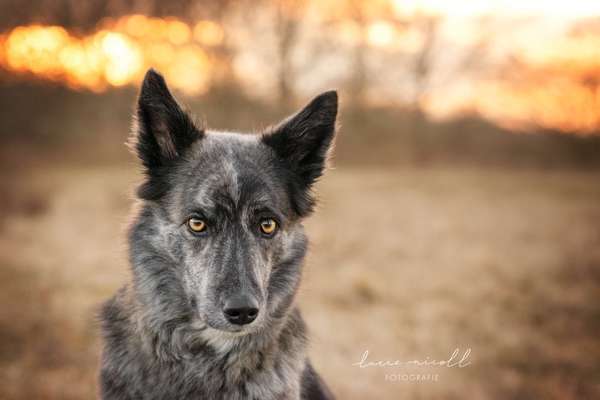 Mischlingshunde Foto Aufruf-Beitrag-Bild