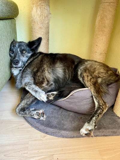 Fotosammlung: ,,Der natürliche Hund" Unbearbeitet, ungestellt und in Natura-Beitrag-Bild