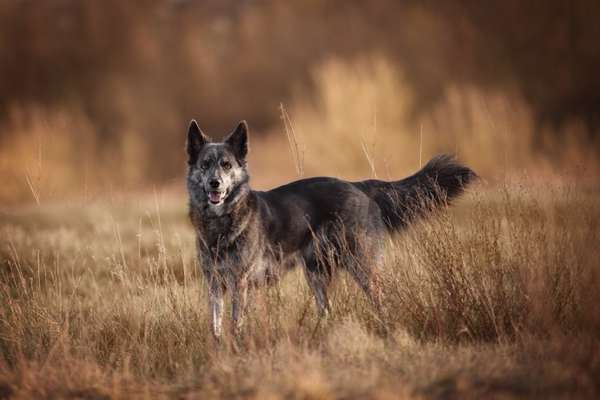 Mischlingshunde Foto Aufruf-Beitrag-Bild