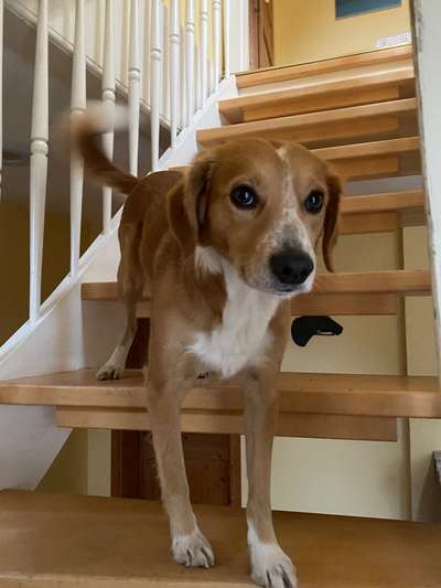 TierschutzhundeStammtisch🐕-Beitrag-Bild