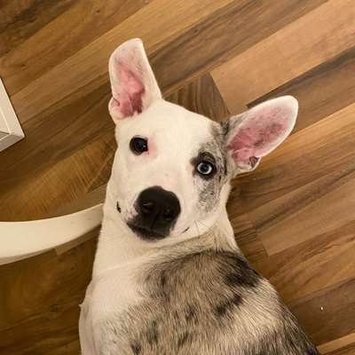 Hundetreffen-Spielkumpel/inen gesucht-Bild