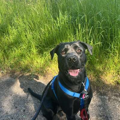 Hundetreffen-Gassi und Spielrunden :)-Bild