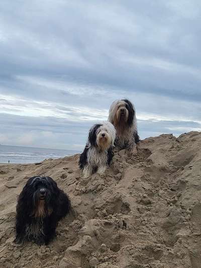 Hund abgegeben, weil Urlaub anstand? Leider kein Witz 😳-Beitrag-Bild