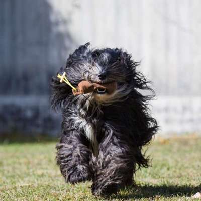 Tibet Terrier-Beitrag-Bild