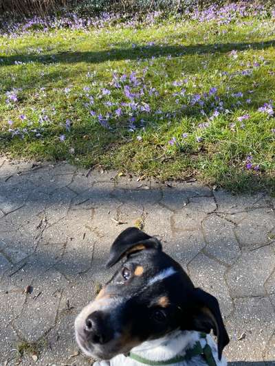 Dogorama Photo Challenge - Der Frühling kommt-Beitrag-Bild
