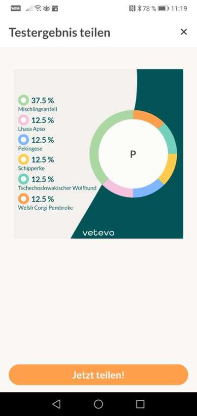 Mischlingshunde Foto Aufruf-Beitrag-Bild