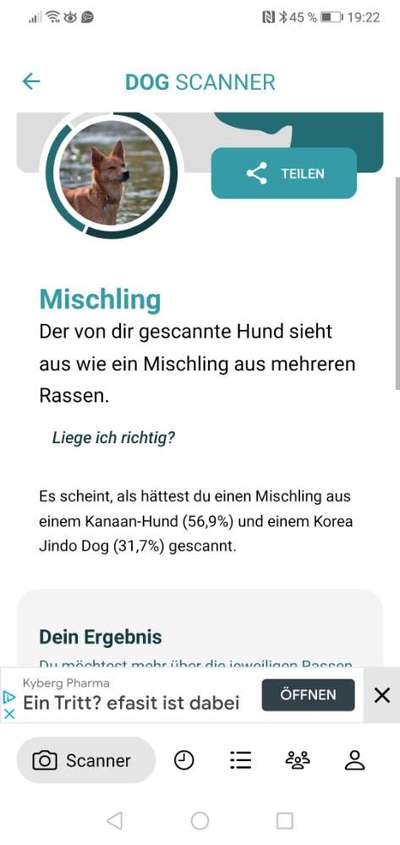 Mischlingshunde Foto Aufruf-Beitrag-Bild