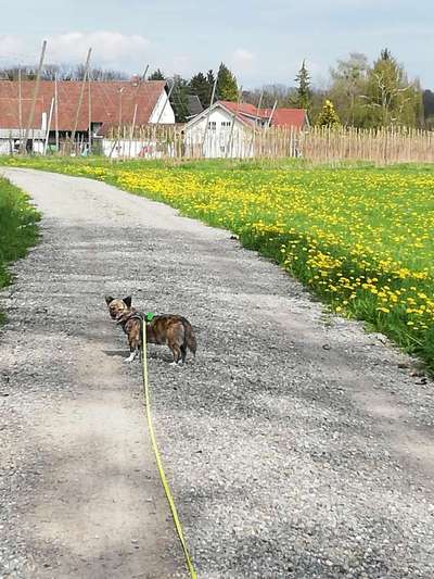 Auslandstierschutz-Beitrag-Bild