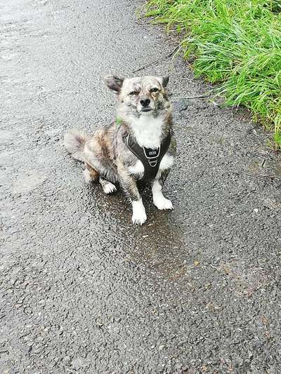Gespräche zwischen Hund und Halter-Beitrag-Bild