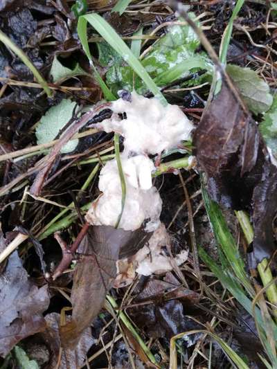 Giftköder-Eventuell Giftköder-Bild