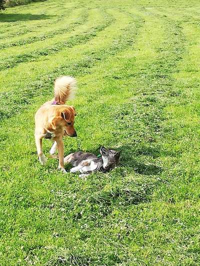 Foto Challenge 103    Hundefreundschaften-Beitrag-Bild