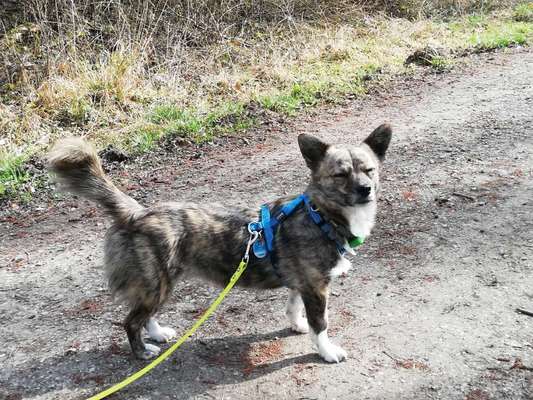 Auslandstierschutz-Beitrag-Bild