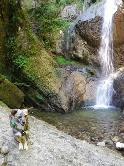 Dogorama Photo Challenge - Wasserfall-Beitrag-Bild