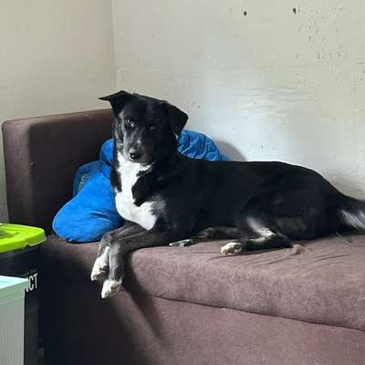 Hundetreffen-Suche entspannte gassi treffen für meine Hündin-Bild