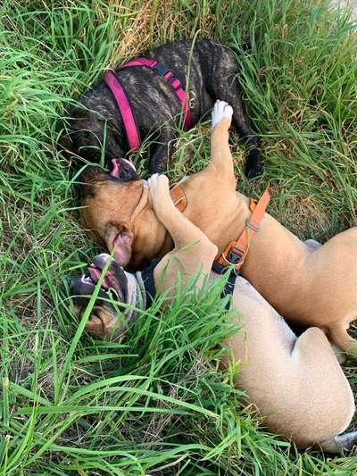 Bester Freund, Hundekumpel - zeigt her!-Beitrag-Bild