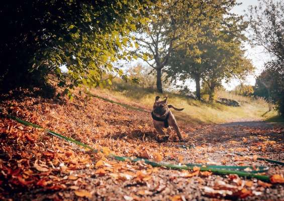 Hunde in Action-Beitrag-Bild