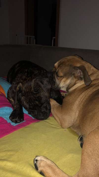 Brachycephale Hunderassen-Beitrag-Bild