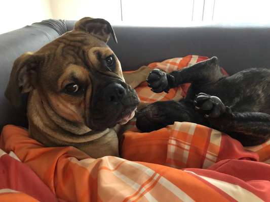 Läufigkeit / Unsicherheit-Beitrag-Bild