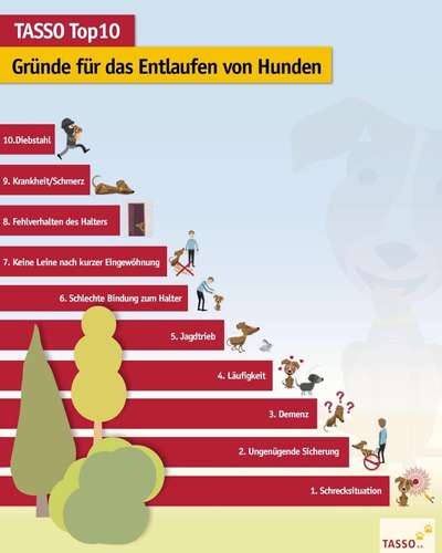 Hund verlohren, weggelaufen-Beitrag-Bild